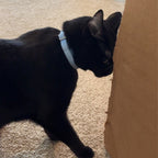 Kedi tasması Kadife İsimli Zilli Kedi Boyun Tasması 649724