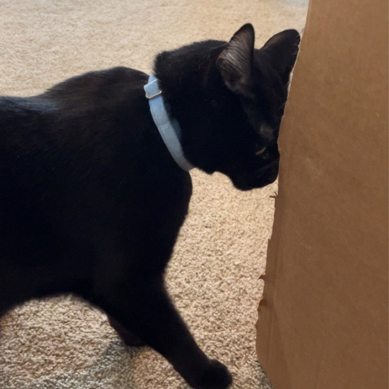 Kedi tasması Kadife İsimli Zilli Kedi Boyun Tasması 649724