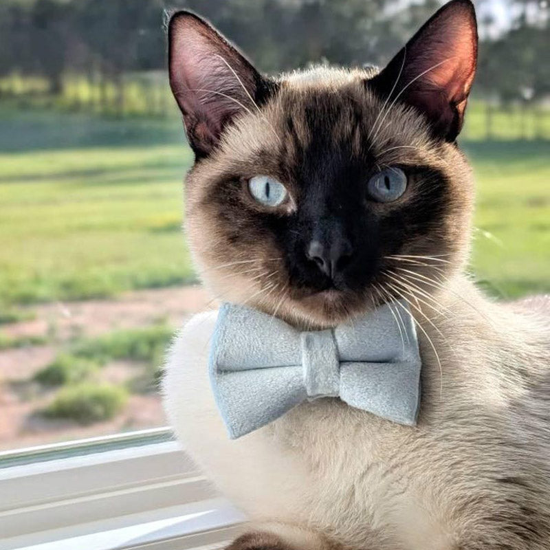 Kedi tasması Kadife İsimli Zilli 81166
