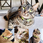 Kedi tasması Kadife İsimli zilli kedi tasma 649724