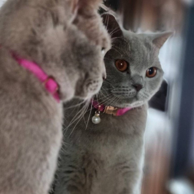 Kedi tasması Kadife isimli Zilli Kedi Tasma 015263