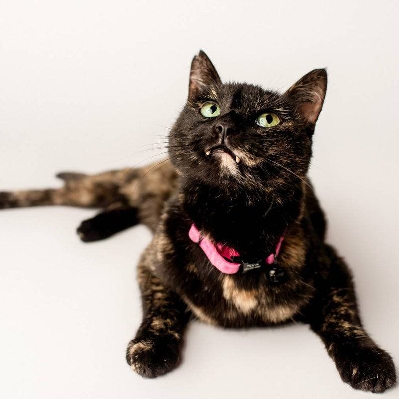 Kedi tasması Kadife isimli Zilli Kedi Tasma 015263