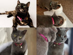 Kedi tasması isimli Zilli Kedi Tasma 40100
