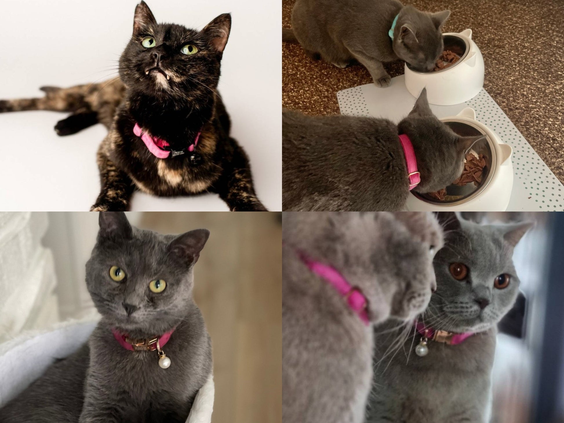 Kedi tasması Kadife isimli Zilli Kedi Tasma 015263