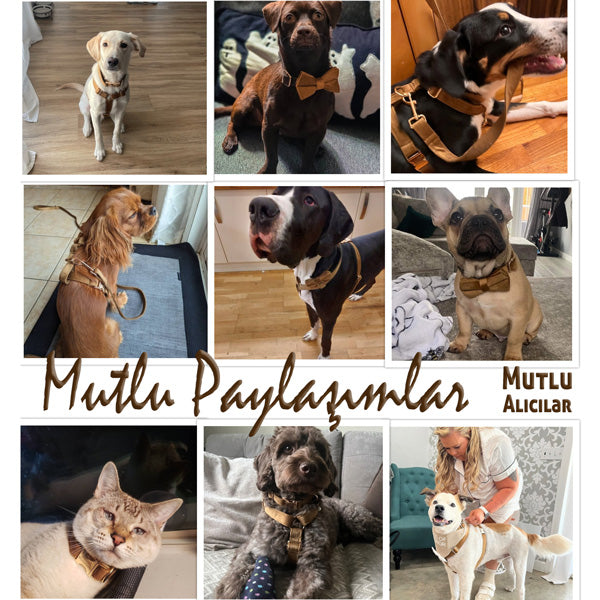 Köpek Boyun Tasması İsimli Açık Kahve Kadife 826818