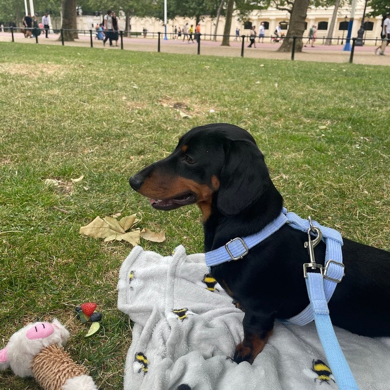 Köpek Boyun Tasması İsimli Açık Mavi 342928