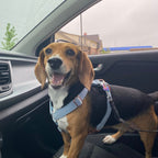Köpek Boyun Tasması İsimli Açık Mavi 342928