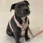 Köpek Boyun Tasması İsimli Açık Pembe Kadife 75044