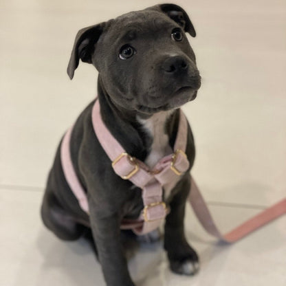 Köpek Boyun Tasması İsimli Açık Pembe Kadife 75044