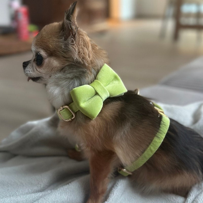 Köpek Boyun Tasması İsimli Avakado Yeşil Kadife 677355