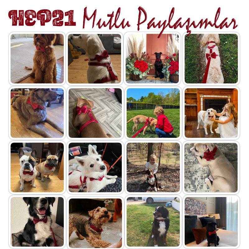 Köpek Boyun Tasması İsimli Bordo Kadife 492893