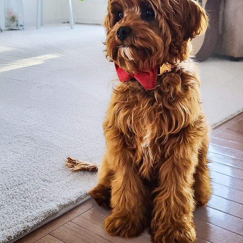 Köpek Boyun Tasması İsimli Bordo Kadife 492893
