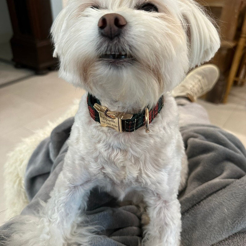 Köpek Boyun Tasması İsimli Ekose 500290