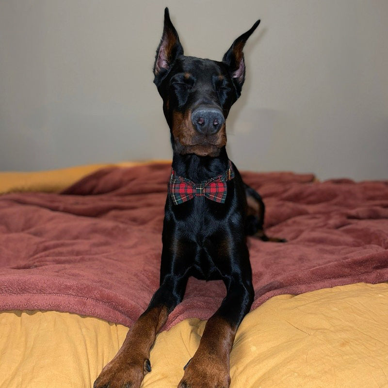 Köpek Boyun Tasması İsimli Ekose 500290