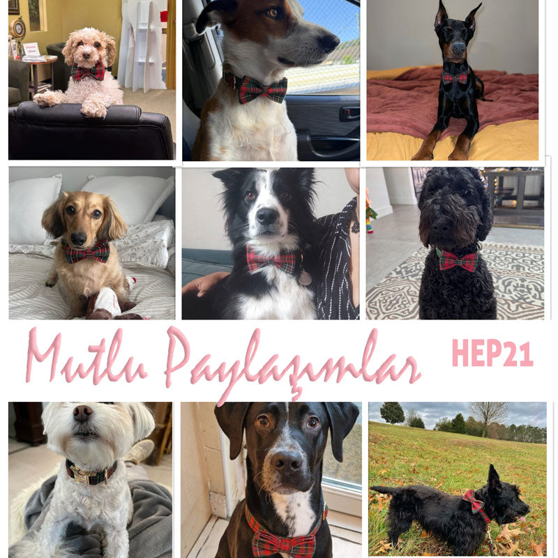Köpek Boyun Tasması İsimli Ekose 500290