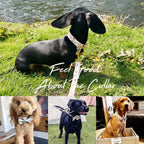 Köpek Boyun Tasması İsimli Çiçek Desenli 639066