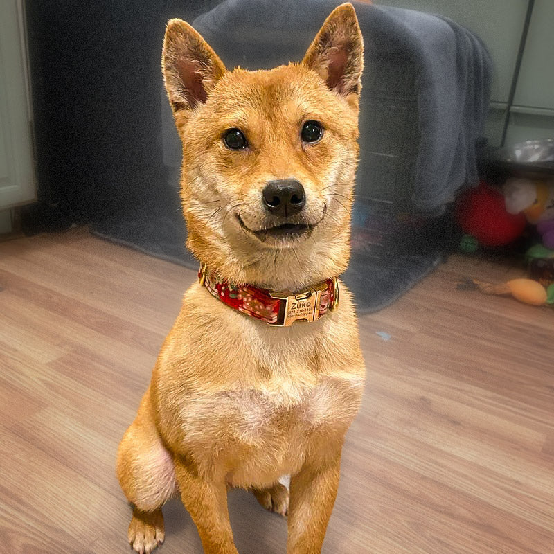 Köpek Boyun Tasması İsimli Çiçek Desenli 96835