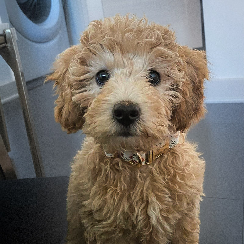 Köpek Boyun Tasması İsimli Çiçek Desenli 639066