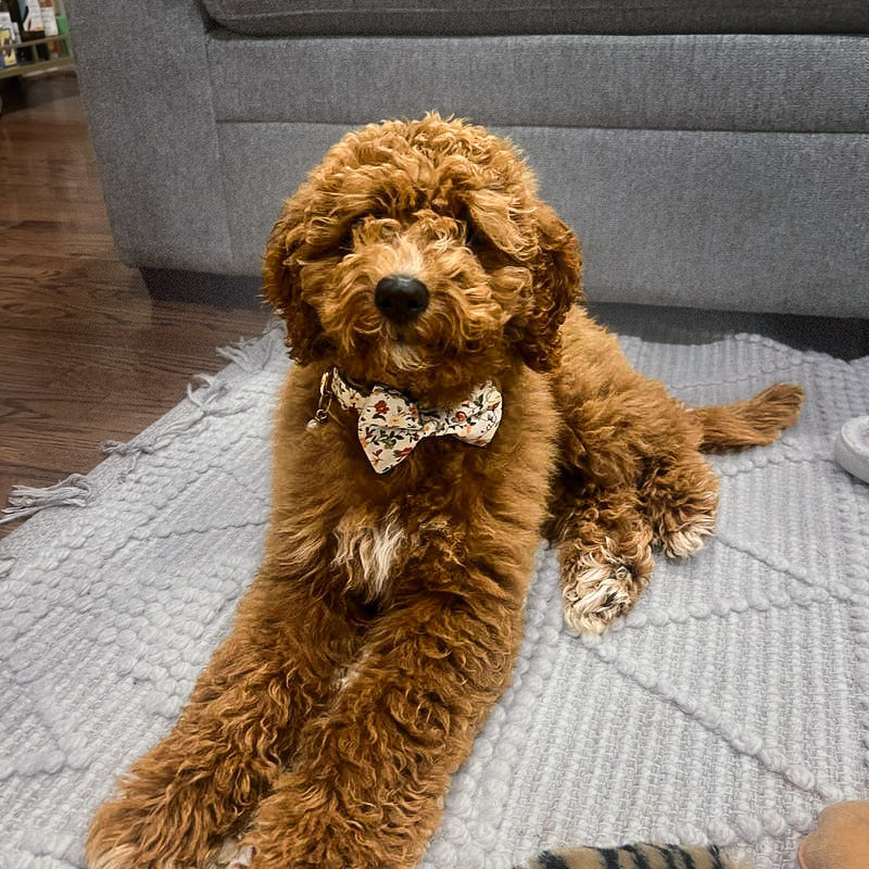 Köpek Boyun Tasması İsimli Çiçek Desenli 639066