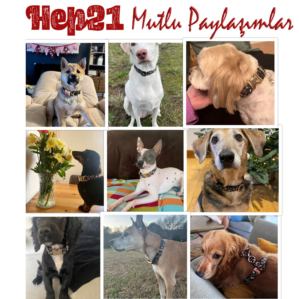 Köpek Boyun Tasması İsimli Çiçek Desenli 96835