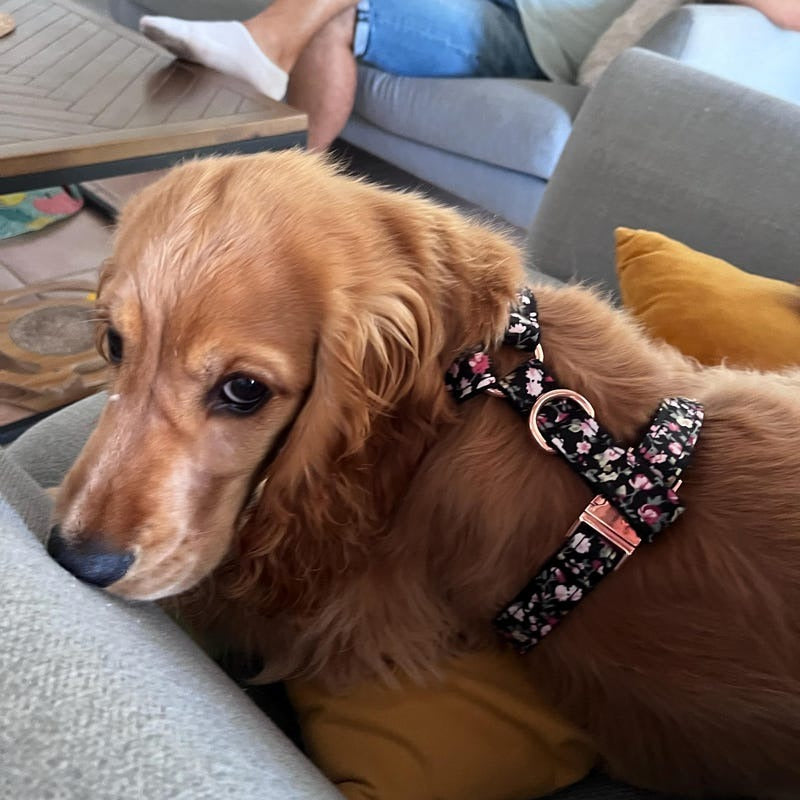 Köpek Boyun Tasması İsimli Çiçek Desenli 96835