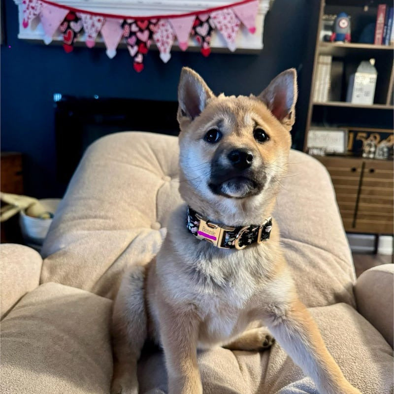Köpek Boyun Tasması İsimli Çiçek Desenli 96835