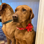 Köpek Boyun Tasması İsimli Çiçek Desenli 96835