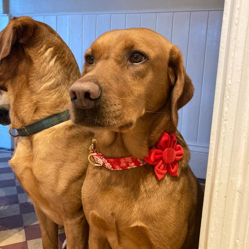 Köpek Boyun Tasması İsimli Çiçek Desenli 96835