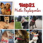 Köpek Boyun Tasması İsimli Çiçek Desenli 96835