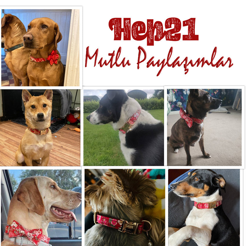 Köpek Boyun Tasması İsimli Çiçek Desenli 96835