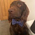 Köpek Boyun Tasması İsimli Ekose 658280