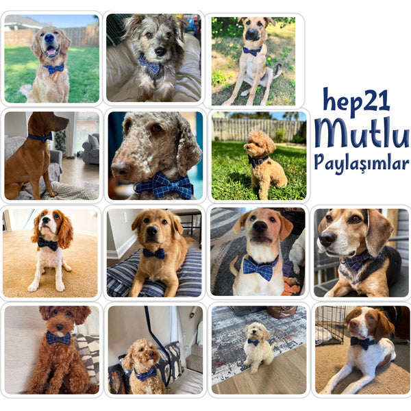 Köpek Boyun Tasması İsimli Ekose 658280
