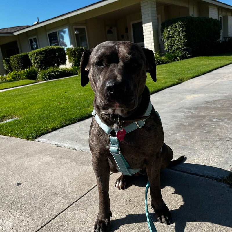 Köpek Boyun Tasması İsimli Göl Yeşili Kadife 580630