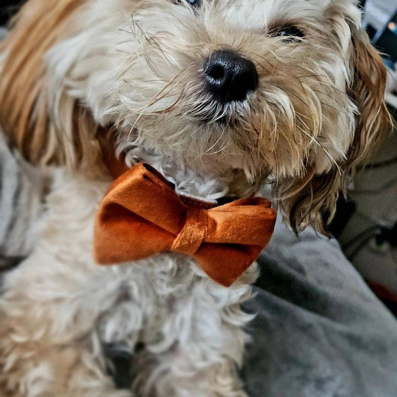 Köpek Boyun Tasması İsimli Karamel Kadife 369365