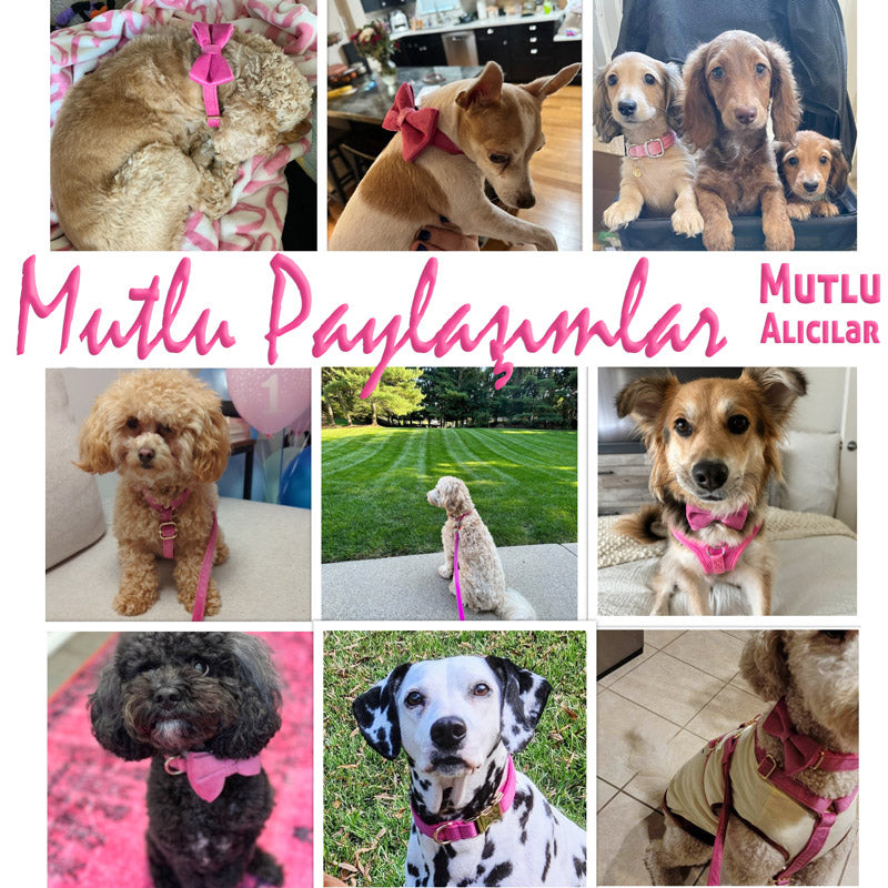 Köpek Boyun Tasması İsimli Koyu Pembe Kadife 111871