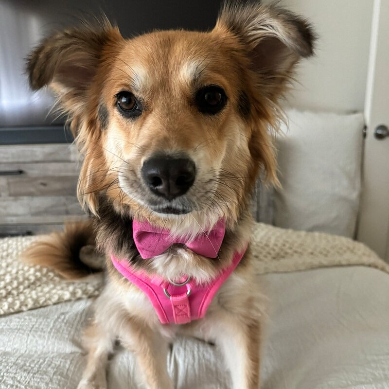 Köpek Boyun Tasması İsimli Koyu Pembe Kadife 111871