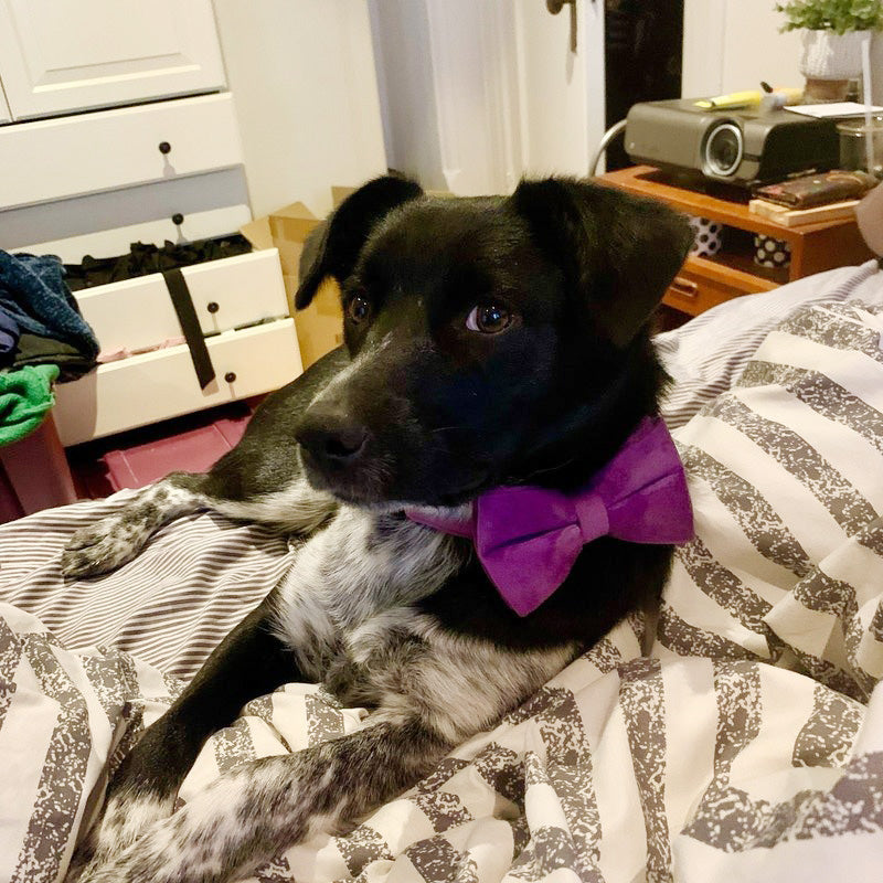 Köpek Boyun Tasması İsimli Mor Kadife 827588