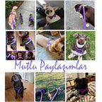 Köpek Boyun Tasması İsimli Kadife Tasma 28396