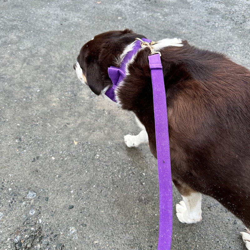 Köpek Boyun Tasması İsimli Mor Kadife 827588