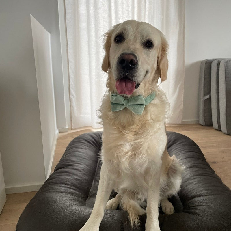 Köpek Boyun Tasması İsimli Nane Yeşil Kadife 404433
