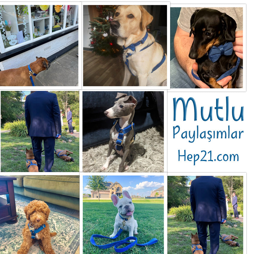 Köpek Boyun Tasması İsimli Royal Mavi Kadife 677623