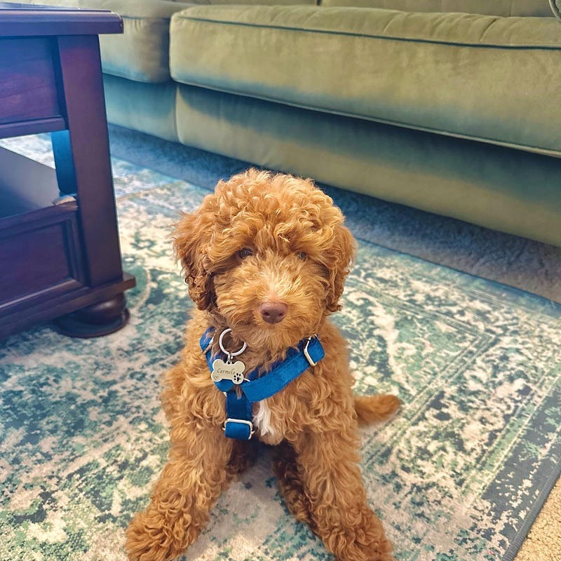 Köpek Boyun Tasması İsimli Royal Mavi Kadife 677623