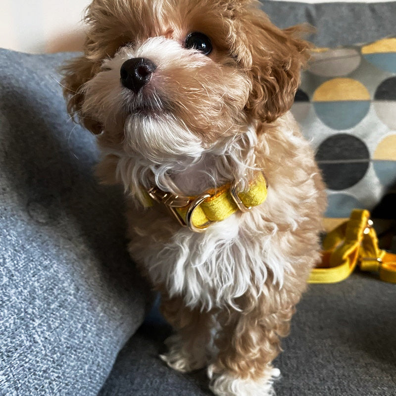 Köpek Boyun Tasması İsimli Sarı Kadife 141086