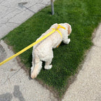 Köpek Boyun Tasması İsimli Sarı Kadife 141086