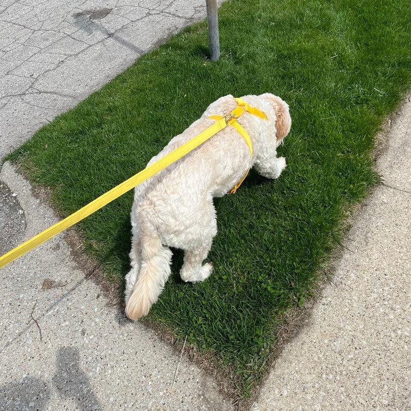 Köpek Boyun Tasması İsimli Sarı Kadife 141086