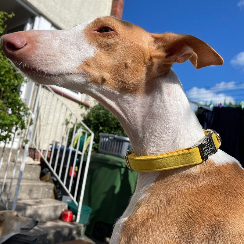 Köpek Boyun Tasması İsimli Sarı Kadife 141086