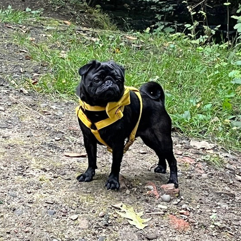 Köpek Boyun Tasması İsimli Sarı Kadife 141086
