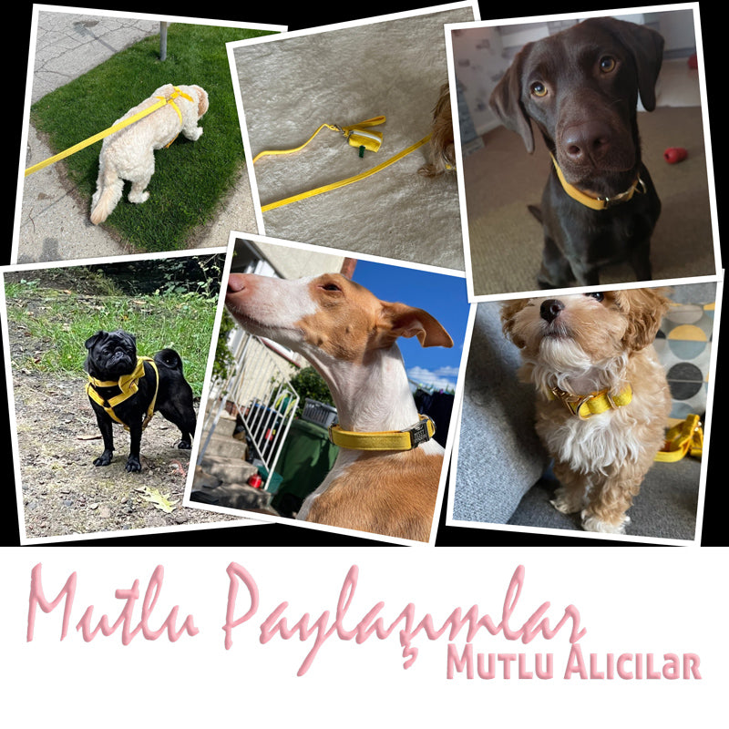 Köpek Boyun Tasması İsimli Sarı Kadife 141086