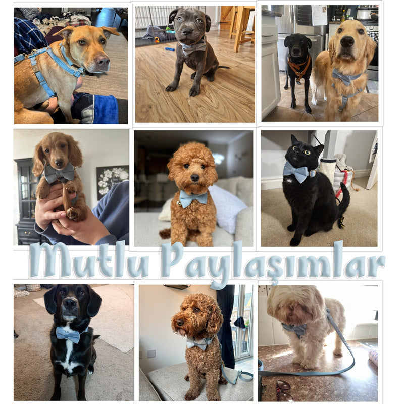 Köpek Boyun Tasması İsimli Soluk Mavi Kadife 671782