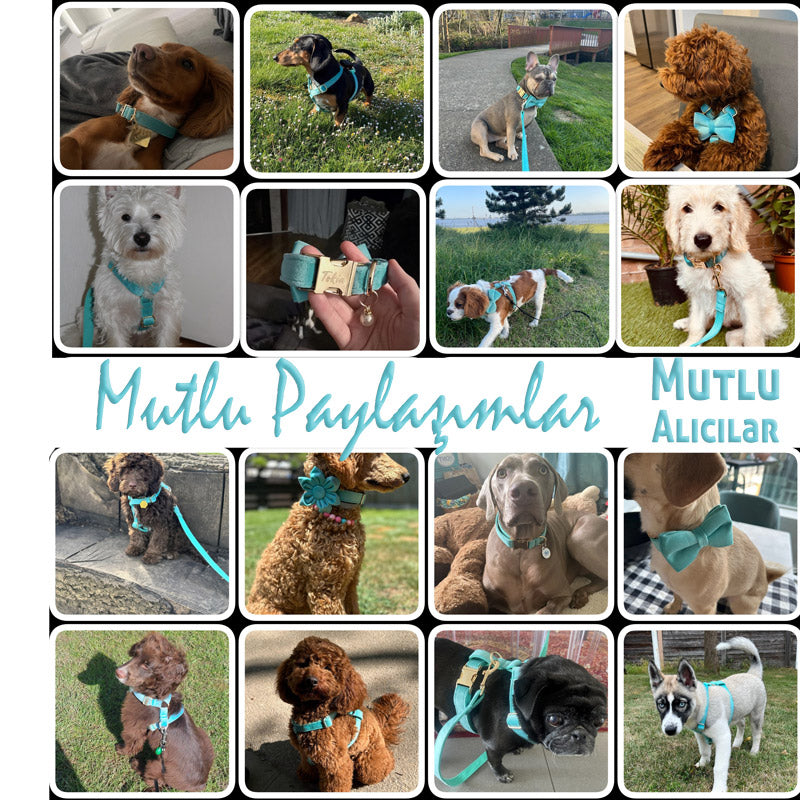 Köpek Boyun Tasması İsimli Turkuaz Kadife Boyun Tasması 424763